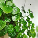 Yunaksea 1 Pot Swedish Ivy Plant Live, Plectranthus Swedish Ivy Mint Herbs, 4" Pot Indoor Outdoor Home Garden