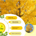Ginkgo Tree Live Plant, Yellow Fall Leaf Tree, 3-6 Inch Tall
