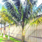 Palm Tree Live Plant, Fully Rooted in 3 Gallon Pot, Rare Tropical Plant Live for Indoor or Outdoor Growing, Dark Green