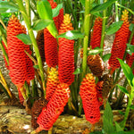 12 Shampoo Ginger Rhizomes for Planting, Zingiber Zerumbet Roots, Hardy Perennial Red Pinecone Ginger Roots for Outdoor Garden
