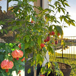 Orange Abutilon Live Plant 4–7 Inches Tall, Flowering Lantern Plant for Indoor Outdoor Garden, Ornamental Flower Plants for Patio Containers or Garden Beds