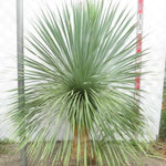 Live Palm Tree Plant in 3 Gallon Pot, No CA, Large Fully Rooted Size, Ready to Plant for Home Décor Indoor Outdoor Landscape, Rare Palm Trees, Silver Yucca Palm