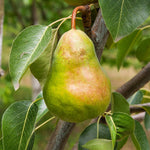 Pear Live Plant, Sweet Crisp Fruit Tree, 6-10 Inch Tall