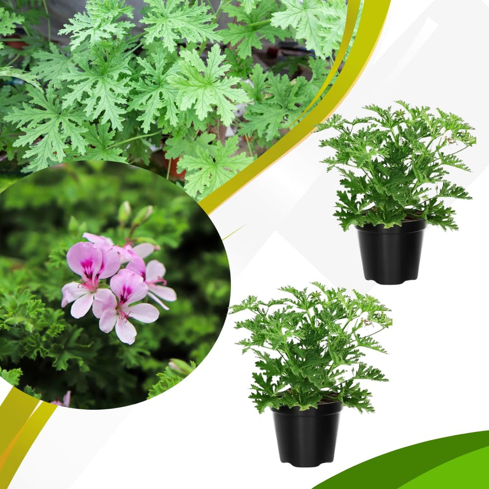 Set of 2 Live Citronella Plant, Citronella Herb in 4 Inch Pots for Indoor or Outdoor Planting