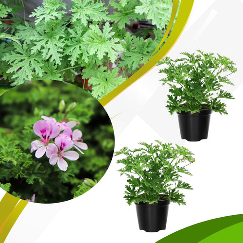 Set of 2 Live Citronella Plant, Citronella Herb in 4 Inch Pots for Indoor or Outdoor Planting