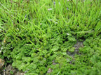 Hornwort Aquarium Plant, 7 Stems Live Plant