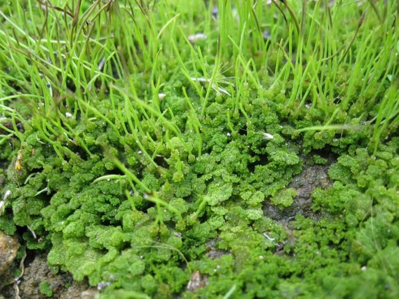 Hornwort Aquarium Plant, 7 Stems Live Plant