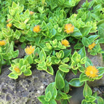 Delosperma Ice Plant Live in 4'' Pot, Hardy, Low-Maintenance Flowering Succulent Groundcover for Outdoor Gardens and Containers (Yellow Ice Plant)