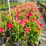 2 Mandevilla Plants Live, 4-6'' Tall, Red Mandevilla Flower Plants, Vibrant Flowers Plant for Outdoor Growing