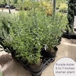 Aster Plants Live, Asters Perennial Live Plants, Vibrant Purple Blooms, 5 to 7 Inches Tall, Ideal for Indoor Outdoor Gardening