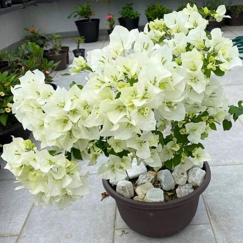 2 Bougainvillea Live Plants, Tropical Bougainvillea Flowering Vine, Fast Growing Outdoor and Container Plant, 4-8'' Tall (White Blooms)