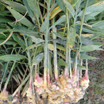 4 Ginger Plants Live, 4 to 6 Inches in Height, Live Ginger Plants, Ginger Live Plants for Garden, Ginger Well Rooted, Ready to Plant