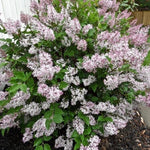 Lavender Lilac Tree, Compact Fragrant Flowering Lilac Shrub for Garden and Landscape, Lilacs in Quart Pot