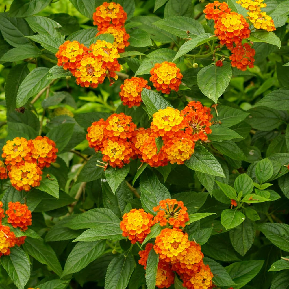 Live Lantana Plant, Perennial Lantana, Vibrant Flower Colors, 4 Inch Pot for Indoor or Outdoor Planting (Orange Flowers)