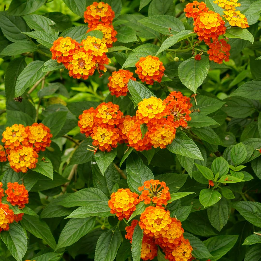 Live Lantana Plant, Perennial Lantana, Vibrant Flower Colors, 4 Inch Pot for Indoor or Outdoor Planting (Orange Flowers)