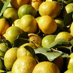 Clementine Mandarin Tree Plant, Live Tangerine Citrus Tree 1-2 Ft Tall in Gallon Pot, Cold Hardy Citrus Tree for Planting