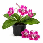 Strawberry Ice Streptocarpus Lady Slipper Plants in 3.25 Inch Pot, Live Flowering Houseplant for Patio, Containers and Indoor Gardening