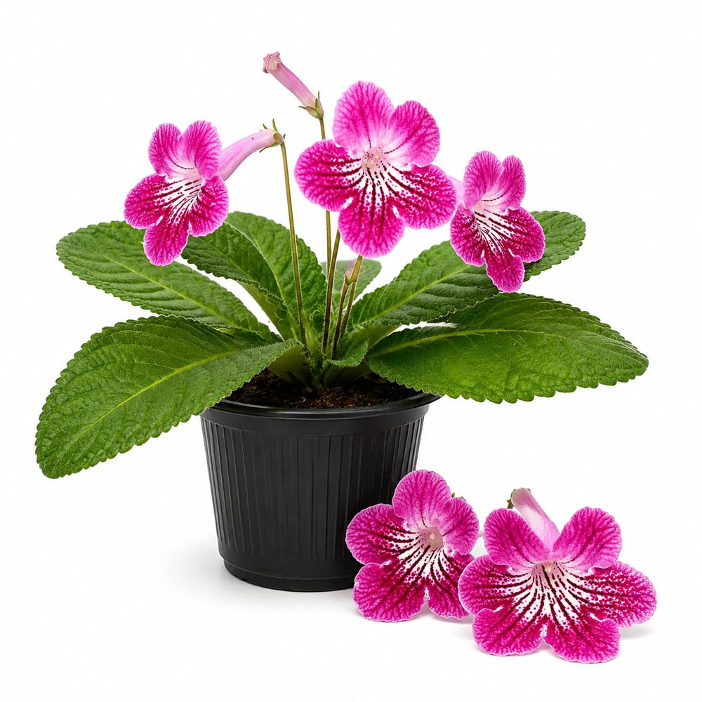 Strawberry Ice Streptocarpus Lady Slipper Plants in 3.25 Inch Pot, Live Flowering Houseplant for Patio, Containers and Indoor Gardening