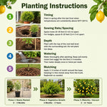 Meyer Lemon Tree 1-2 Ft Tall, Air Layered Citrus Tree in Gallon Pot for Indoor and Outdoor Fruit Growing, Fruit Bearing Trees
