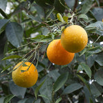 Live Clementine Mandarin Citrus Tree, Tangerine Sweet Fruit Plant in Gallon Pot, Citrus Tree for Outdoor Patio or Backyard Growing