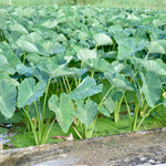 Live Vietnamese Taro Plant, 3-6" Tall, Taro Plant 4" Pot, Tropical Alocasia Live Plant for Indoor Outdoor Gardens