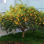 Meyer Lemon Tree Live Plant, Citrus Starter Plant 2-4” Tall in 4” Pot, Fragrant Yellow Citrus Tree