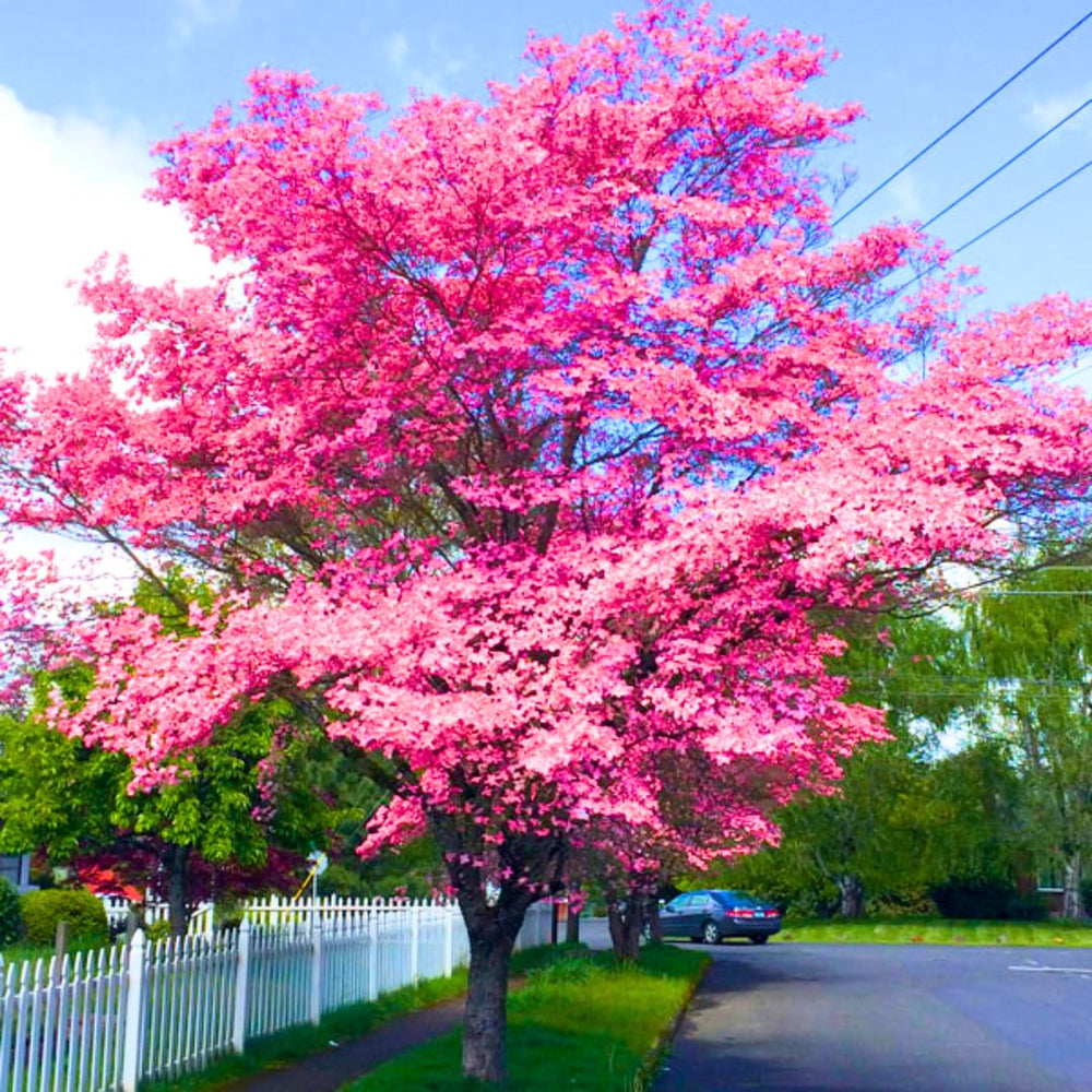 Pink Flowering Dogwood Trees for Planting Outdoors, 6 to 12" Tall in 2.5" Pot, Pink Dogwood Tree Live Plant, Zones 5-9