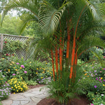 Palm Tree Plant, Live Tropical Palm Tree, Fully Rooted in 3 Gallon Pot, Ready for Outdoor Planting (Orange Palm)