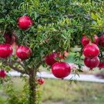 Wonderful Pomegranate Tree Live Plant, Cold Hardy Pomegranate Plant Live, 6 to 8 Inches Tall, All Year Planted