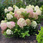 2 Hydrangea Plant Live, Hardy Hydrangea Bush Shrub for Outdoor Garden Planting, Bare Roots Dormant 6-12 Inch (Pink White Hydrangea)