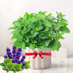 Set 3 Random Mint Plants Live, Indoor Outdoor Herbs Mixed Plants, Well-Rooted and Cold Hardy for Spring Garden