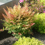 Dwarf Nandina Shrub, Dwarf Nandina Plant Live 6 to 9 Inch Tall in 2.5 Inc Pot, Ornamental Nandina Live Plant