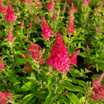 2 Butterfly Bush Live Plants, Raspberry Buddleia Shrubs, 5–9 Inch Tall, Fragrant Flowering Shrubs, No Pot