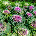 Red Ornamental Cabbage Plant in 4 Inch Pot, Colorful Cabbage Plants Live for Outdoor Indoor Garden
