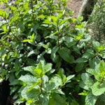 Set of 2 Spearmint Plants Live 4-6 Inches, Perennial Mint Plants, Fragrant Herbs for Growing Outdoor Indoor