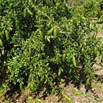 White Finger Lime Tree Live Plant, Rare Citrus Fruit Tree from 1–2 Feet Tall in 3 Gallon Pot, Ready for Indoor Outdoor Planting