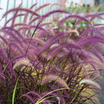 3 Purple Fountain Grass Live Plant Clumps 5-9" for Spring Planting, Ornamental Grass, Perennial Grasses Fast-Growing, Vibrant Color