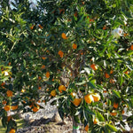 Navel Orange Live Plant in 1 Gallon Pot, Sweet Orange Tree 24-30 Inch Tall, Citrus Fruit Tree for Planting Outdoor Garden