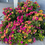Pink Lantana Plants Live in 4 Inch Pot, Perennial Lantana Plants Live for Planting Outdoors Garden, 4-6 Inch Tall, Vibrant Flowers Colors