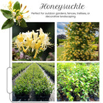 2 Yellow White Honeysuckle Plants Live for Planting, Fragrant Honeysuckle Vine Live Plants, 5-9" Tall, Hardy Perennial Climbing Vine