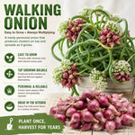 Set 10 Walking Onion Bulbs, Walking Onion Topset Bulb for Planting