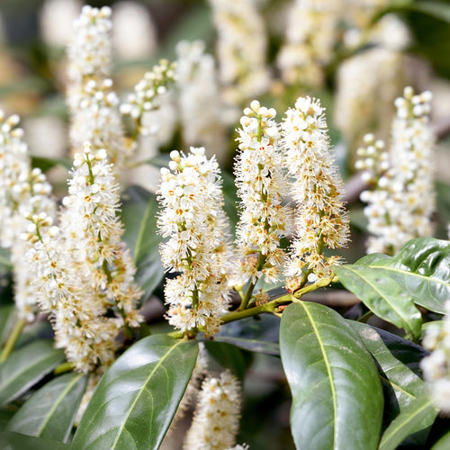 2 Cherry Laurel Seedlings Live Dormant, Cold Hardy Cherry Laurel Shrubs Trees Bareroots