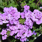 Set 2 Verbena Live Plants, Perennial Verbena Flowers, Long-Lasting, Hardy Flowering Plant for Planting (Light Purple)