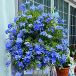 100+ Creeping Thyme Seeds, Blue Creeping Thyme Seeds Ground Cover for Landscaping, Vibrant Blooms Garden Seed
