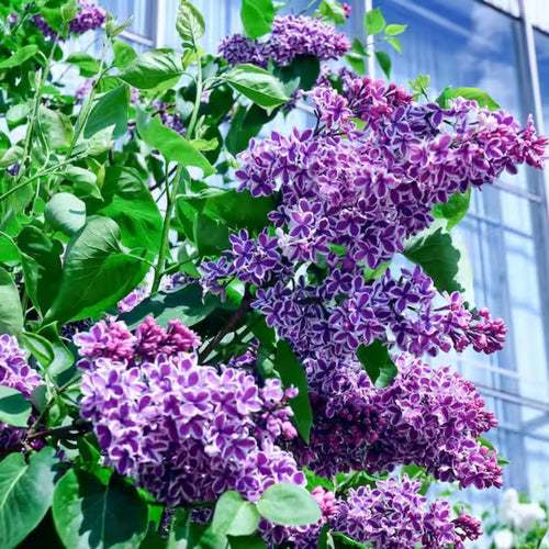 Common Lilac Tree Live Plant for Outdoor Spring Planting, 1 Year Old Tree 6-12" Tall in Quart Pot, Purple Lilac Trees