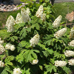 Dormant Hydrangea Live Plant Bush Shrub for Planting, 5 to 9" Hydrangea Tree Plant for Outdoor Planting, Change Color Flower Blooms (Queen)