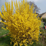 2 Lynwood Gold Forsythia Bush, Yellow Forsythia Plants Live Bareroots 6 to 12 Inch Tall, Fragrant Forsythia Shrub