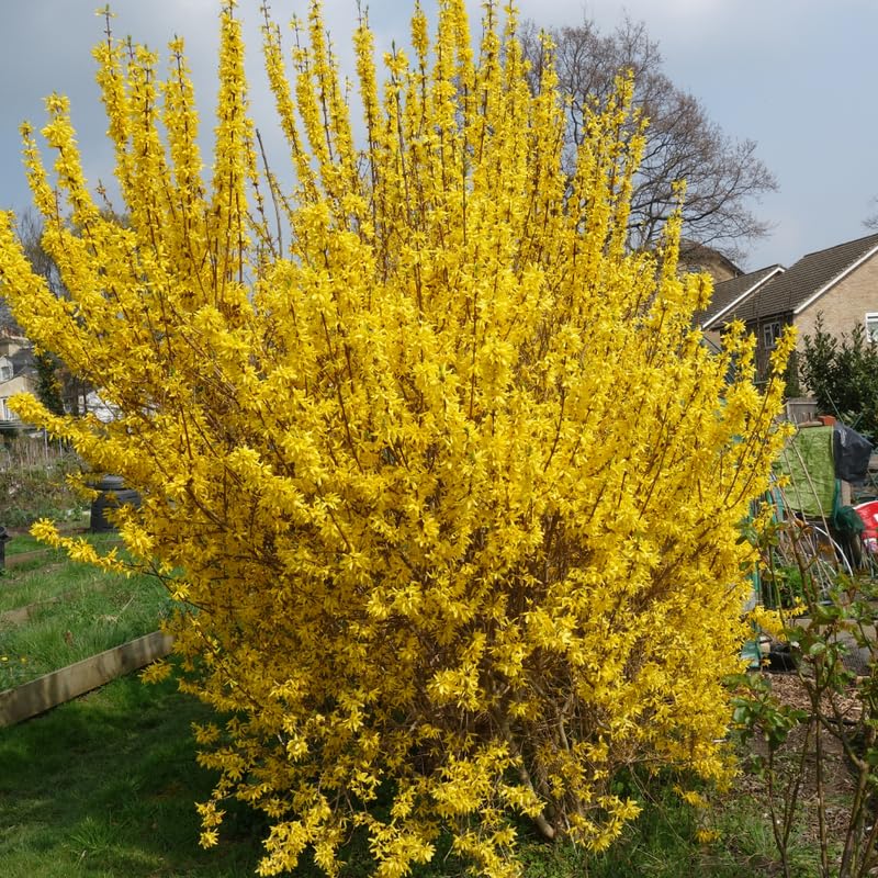 2 Lynwood Gold Forsythia Bush, Yellow Forsythia Plants Live Bareroots 6 to 12 Inch Tall, Fragrant Forsythia Shrub