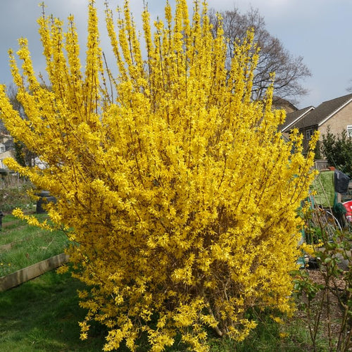 1 Yellow Forsythia Bush Live Plant, Lynwood Gold Forsythia Plant 6 to 12 Inch Tall Ready to Grow in Pot