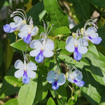 Blue Butterfly Clerodendrum Plant Live, 5-9" Tall Tropical Flowering Shrub, Clerodendrum Vine